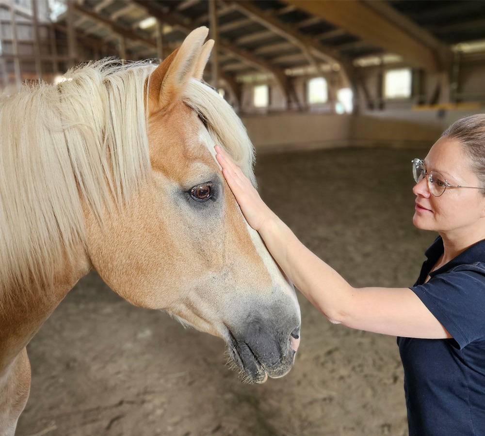 MKA Horsemanship, Bodenarbeit, Mobiles Training, Bad Wurzach, Bad Waldsee, Ravensburg, Leutkirch
